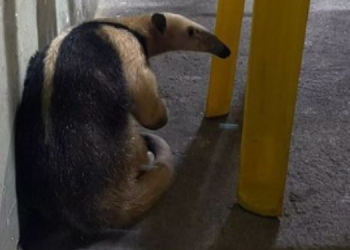 Tamanduá encontrado em churrascaria é devolvido à natureza; veja imagens