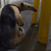 Tamanduá encontrado em churrascaria é devolvido à natureza; veja imagens