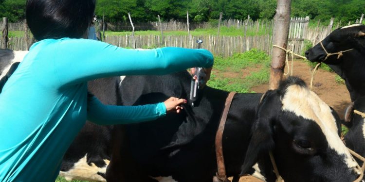 Primeira etapa da vacinação contra febre aftosa começa nessa terça-feira (02)