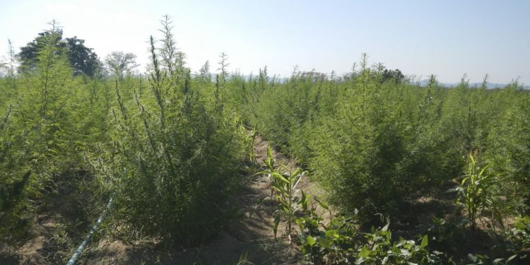 Associação potiguar consegue liberação para cultivo medicinal da Cannabis