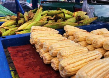 Vendas de milho aumentam no mês junino