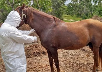 Doença do mormo: 20 cavalos são diagnosticados no RN