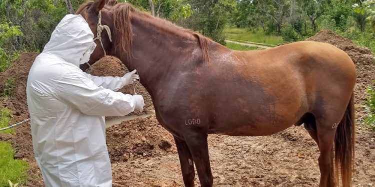 Doença do mormo: 20 cavalos são diagnosticados no RN