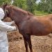 Doença do mormo: 20 cavalos são diagnosticados no RN