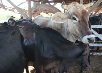 Após 15 anos, torneio leiteiro bovino volta a acontecer na Festa do Bode