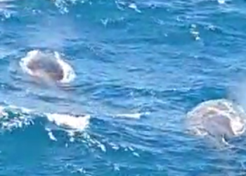 Vídeos registram baleias jubartes no litoral potiguar
