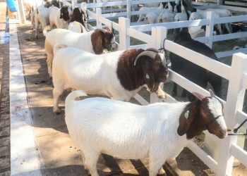 TCM transmite ao vivo 23ª edição da Festa do Bode