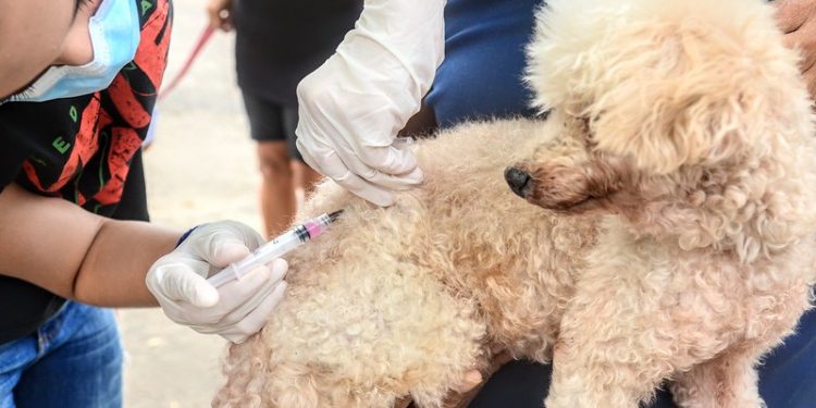 Vacinação contra a raiva terá pontos extras neste fim de semana em Mossoró