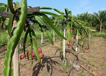 Cultivo da pitaya com água de peixe é uma das apostas para melhoramento da produção