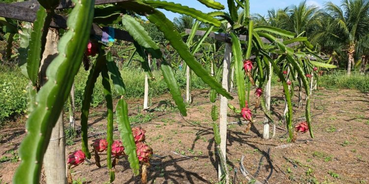 Cultivo da pitaya com água de peixe é uma das apostas para melhoramento da produção