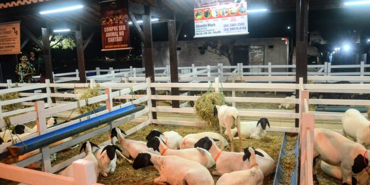 Festa do Bode tem início na noite desta quinta; confira programação