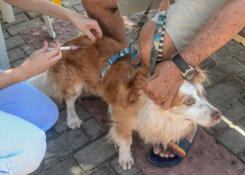 Campanha de Vacinação Antirrábica é prorrogada até 20 de novembro