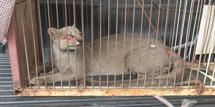 Gato-mourisco é capturado na Maísa, zona rural de Mossoró