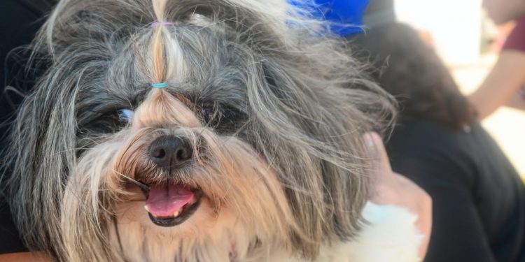 Vacinação antirrábica tem ponto extra no feriado de 7 de setembro em Mossoró