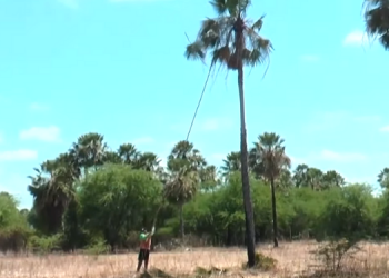 Profissão do vareiro ultrapassa gerações