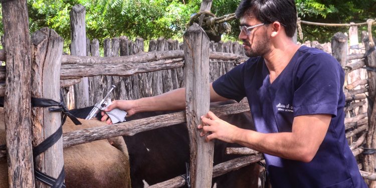 Mossoró inicia nesta semana segunda etapa de vacinação contra a febre aftosa