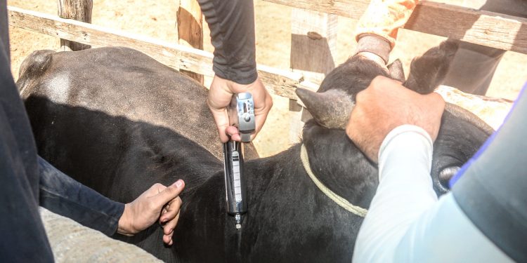 Mais de mil animais são imunizados contra a febre aftosa em Mossoró