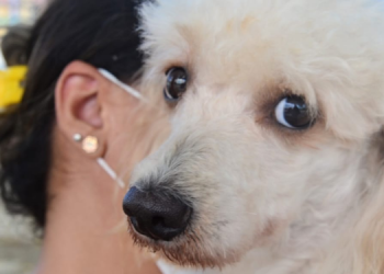 Mossoró tem 17 pontos de vacinação antirrábica no sábado (18)