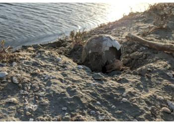 Caçadores encontram ossada humana em Grossos