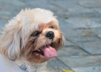 Prefeitura de Mossoró divulga pontos para o Dia D de vacinação antirrábica