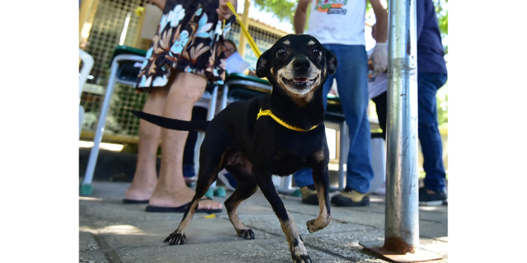 Prefeitura de Mossoró realiza ação voltada à saúde animal no sábado (2)