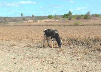 Apodi pode decretar situação de emergência por estiagem
