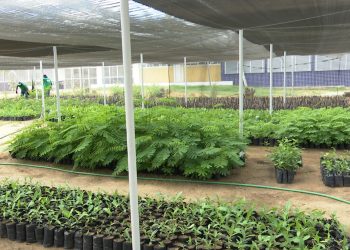 Ufersa e Setor de Produção de Mudas realizam campanha de natal para arrecadação de  alimentos