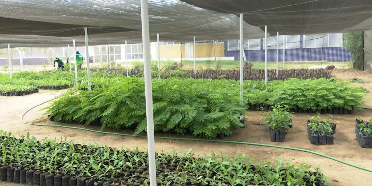 Ufersa e Setor de Produção de Mudas realizam campanha de natal para arrecadação de  alimentos