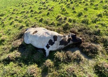 Produtor perde 21 bovinos em Apodi após aplicação de Ivermectina