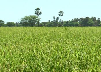 Produção de arroz em Apodi é potencial econômico na região
