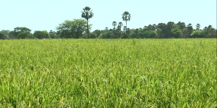 Produção de arroz em Apodi é potencial econômico na região