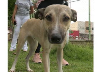 Veterinária explica cuidados necessários com pets no fim de ano