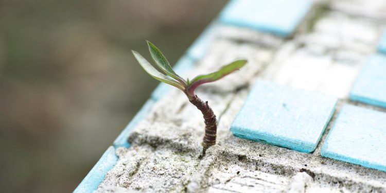 O que desejo para você em 2024