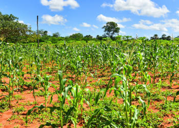 650 famílias aderem ao Programa Garantia Safra 2023/2024 em Mossoró
