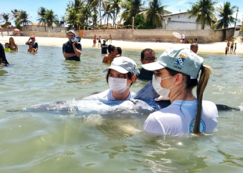 Projeto Cetáceos e Cemam atendem 24 animais marinhos encalhados em 17 dias  