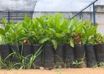 Projeto “Semeando a Cidadania” promove plantio de caju como redução de pena para detentos em Mossoró