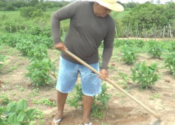 Agricultores confiam em tradições para prever chuvas em 2024