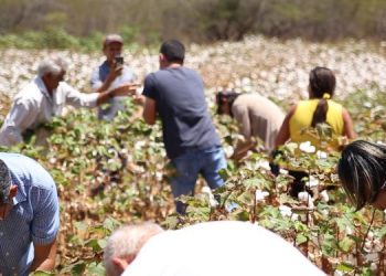 Mossoró e Apodi sediam intercâmbio sobre Algodão Agroecológico no Semiárido 