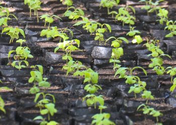 Setor de Mudas da Ufersa distribui mudas gratuitas na Praça do Pax nesta terça-feira (9)