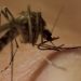 Cuidados contra o mosquito Aedes aegypti precisam ser redobrados nesta época do ano