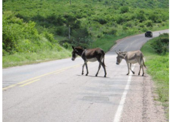 Polícia de Patu realiza campanha “Pista Não é Pasto”