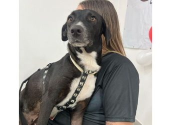 Partage Shopping promove evento de adoção de animais