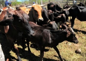 Programa “Mossoró Rural” passará a fornecer inseminação artificial em bovinos