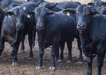 MPRN assina TAC com Governador Dix-Sept Rosado para regularizar abate de animais