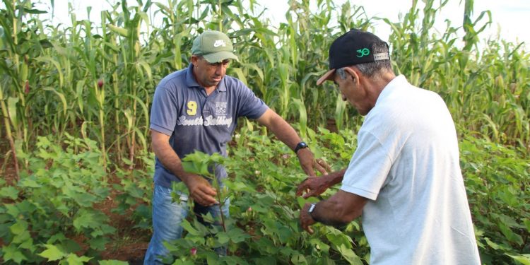 Pagamento do Garantia Safra contemplará mais de 100 municípios do RN