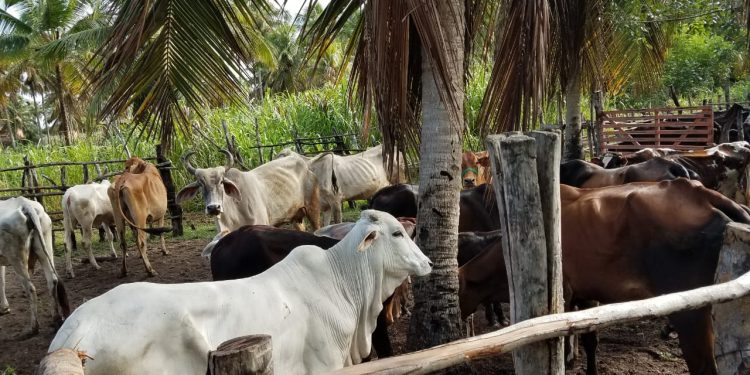 IDIARN antecipa a última campanha de vacinação contra Febre Aftosa do RN para abril