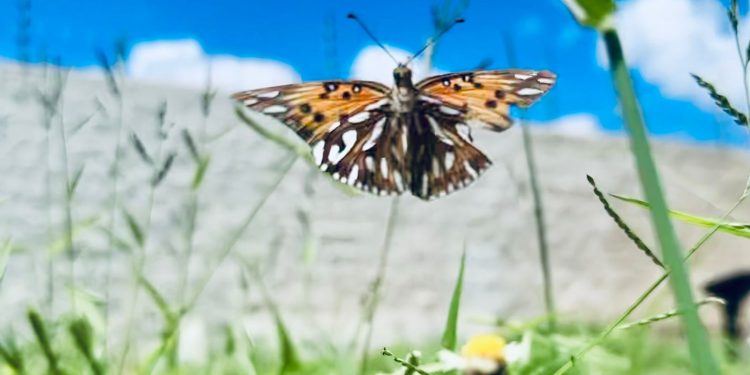 Nascemos para evoluir