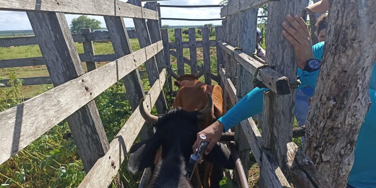 Confira calendário de vacinação da febre aftosa na zona rural de Mossoró