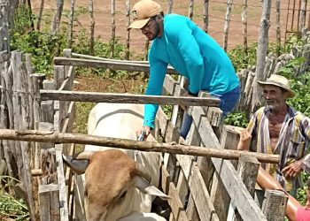 Vacinação contra febre aftosa segue nesta semana em mais de 60 comunidades rurais