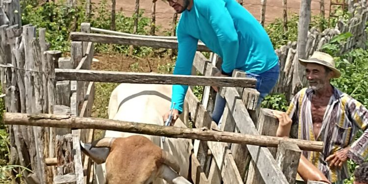 Vacinação contra febre aftosa segue nesta semana em mais de 60 comunidades rurais